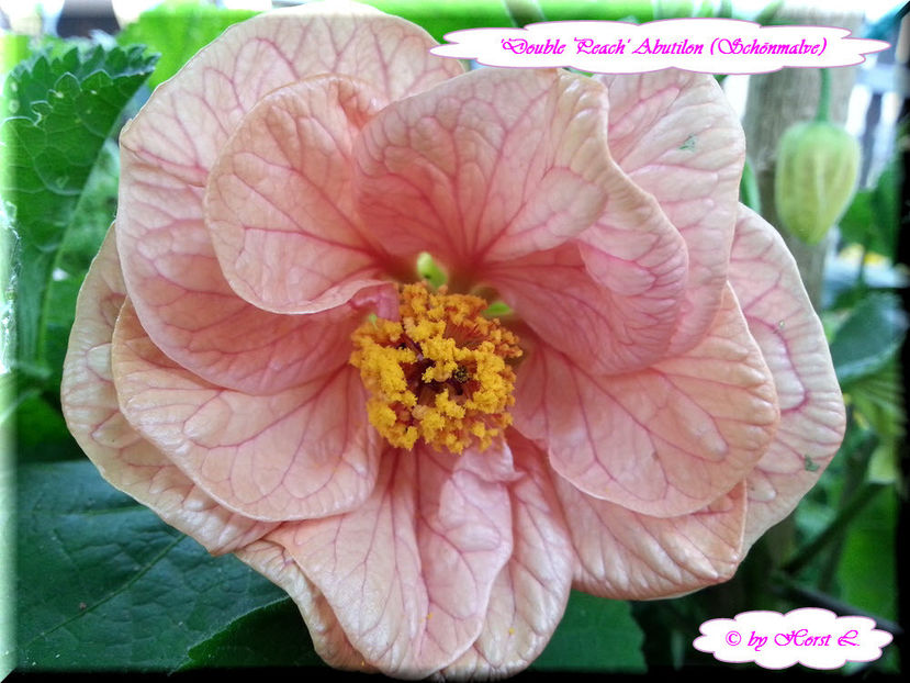 'Double Peach' - Abutilon 2015
