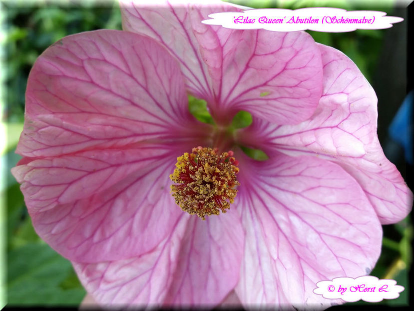 'Lilac Queen' - Abutilon 2015