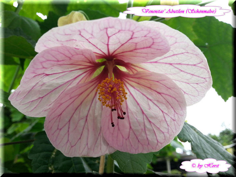 'Venenstar' - Abutilon 2015