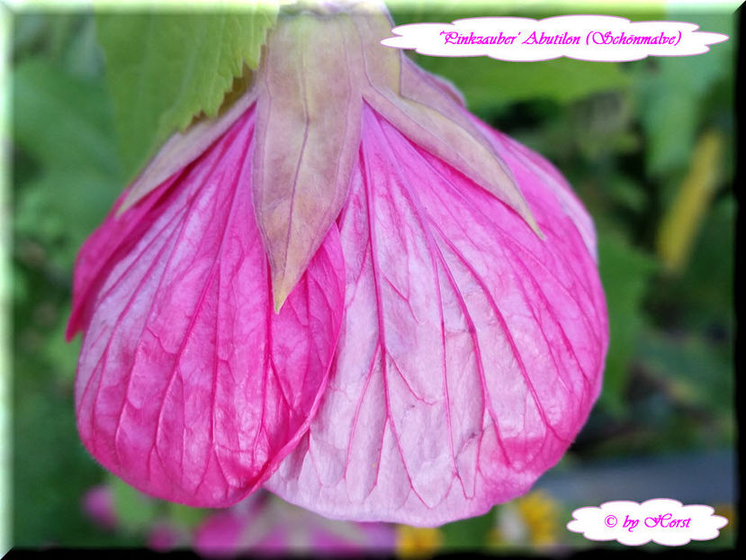 'Pinkzauber' - Abutilon 2015