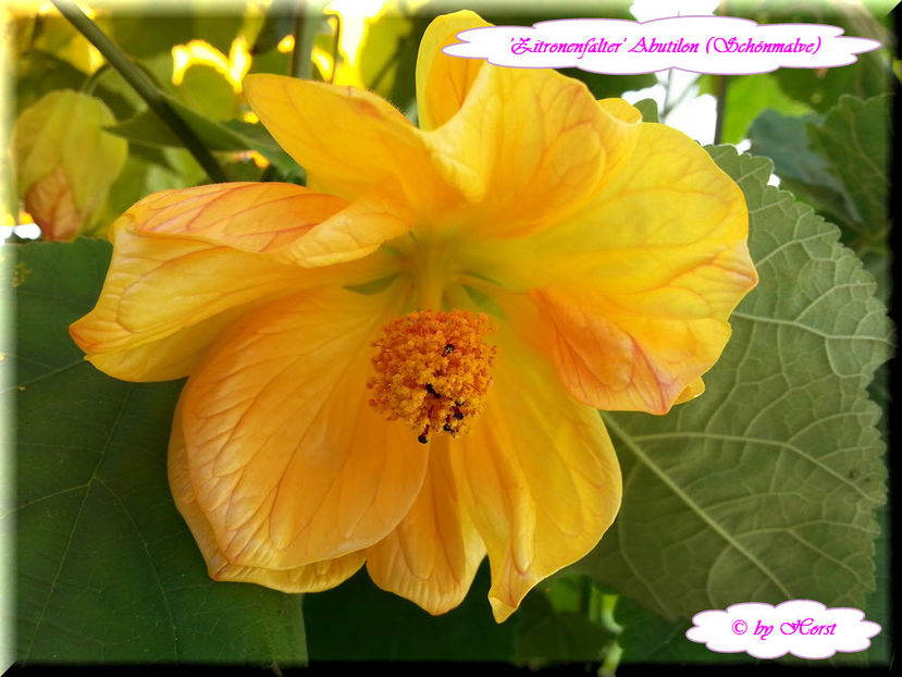 'Zitronenfalter' - Abutilon 2015