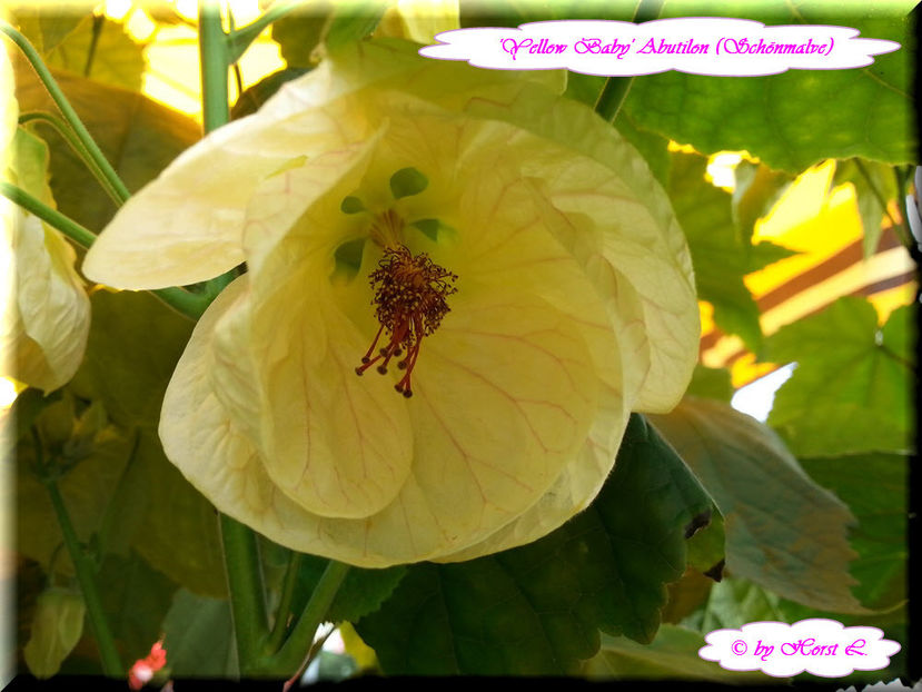 'Yellow Baby' - Abutilon 2015