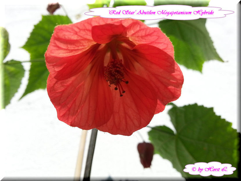 'Red Star' - Abutilon 2015