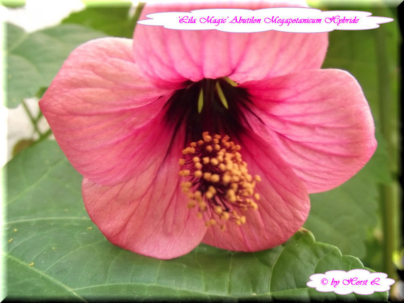 'Lilac Magic' - Abutilon 2015