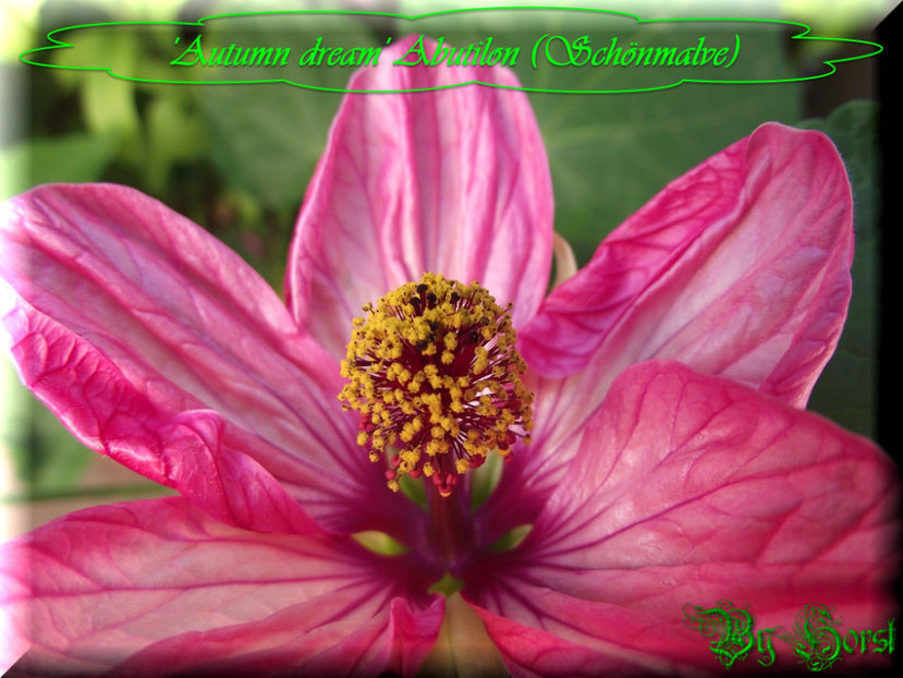 'Autumn dream' - Abutilon 2016