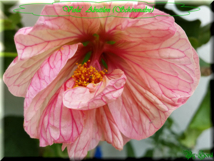 'Viola' - Abutilon 2016