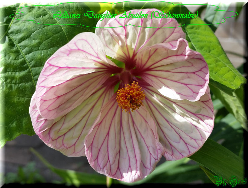 'Lillianes Daughter' - Abutilon 2016