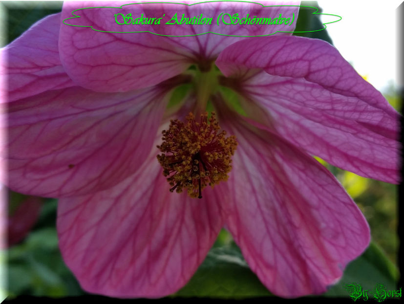 'Sakura' - Abutilon 2016