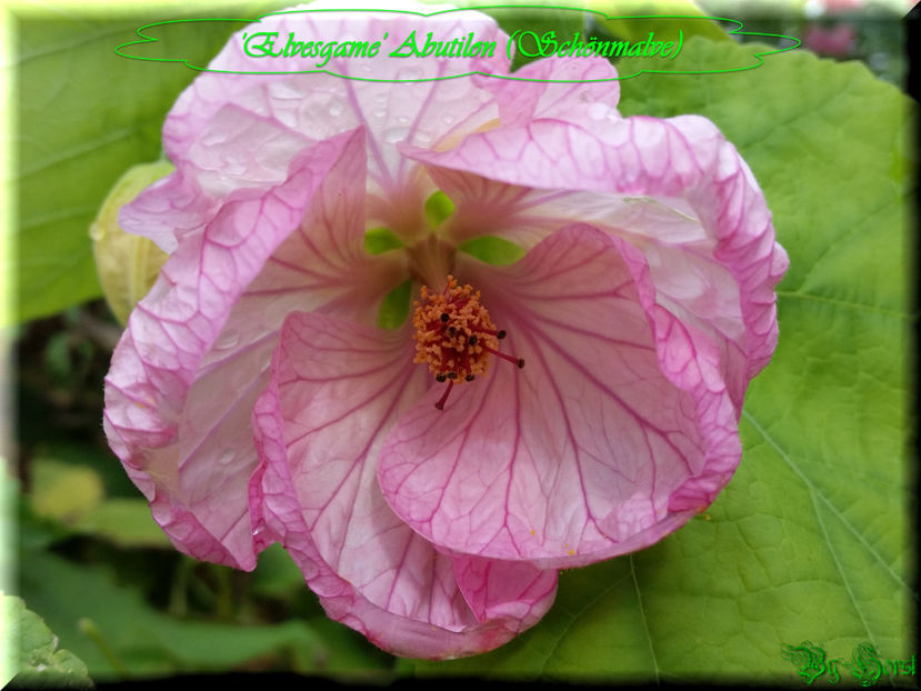 'Elvesgame' - Abutilon 2016