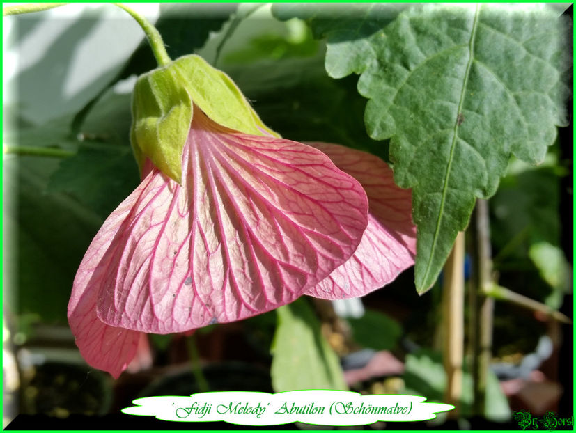 'Fidji Melody' - Abutilon 2017