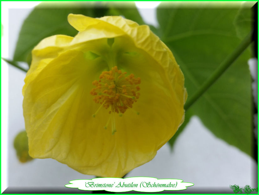 'Brimstone' - Abutilon 2017