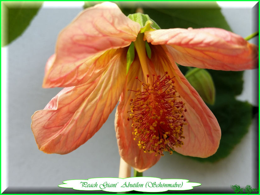 'Peach Giant' - Abutilon 2017