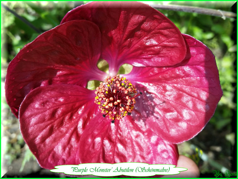 'Purple Monster' - Abutilon 2017