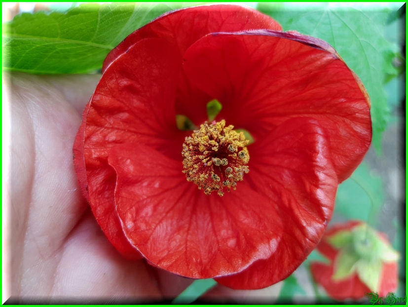 'Red Diavolo' - Abutilon 2018