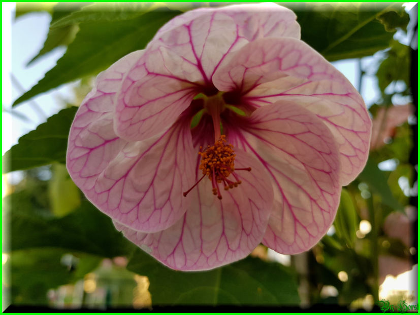 'Lilac Dynamite' - Abutilon 2018