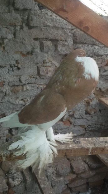 received_210427029878221 - Gusat de Pomerania galben