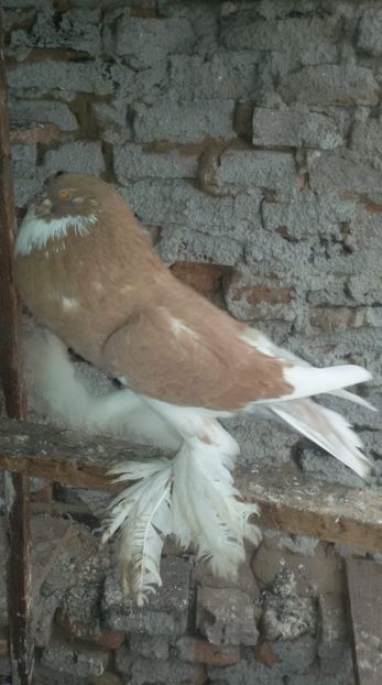 received_406025373270202 - Gusat de Pomerania galben