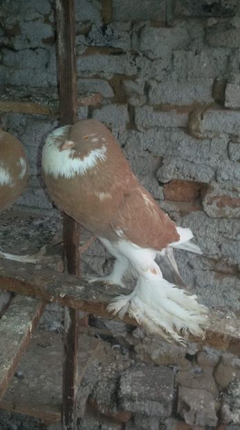 received_1975083299279356 - Gusat de Pomerania galben