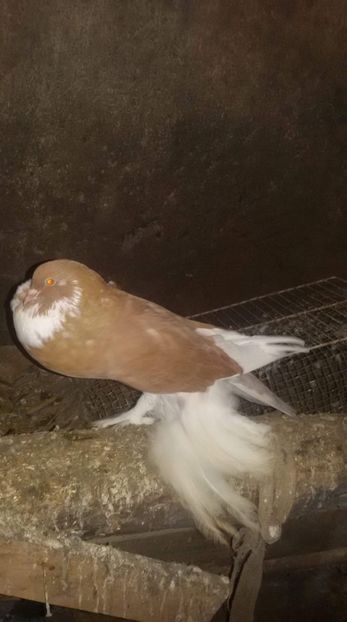 received_294850247824797 - Gusat de Pomerania galben