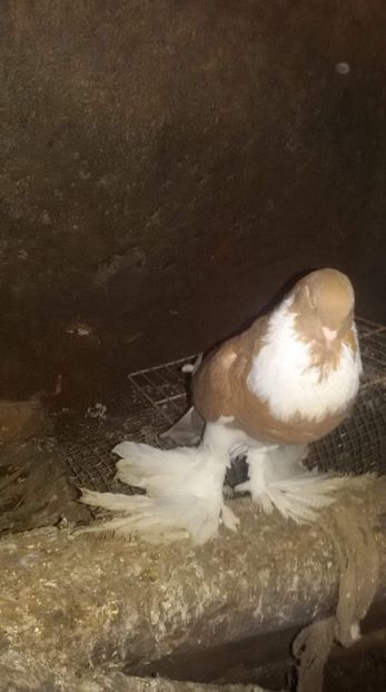 received_473316519858016 - Gusat de Pomerania galben