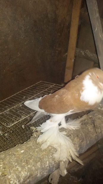 received_332009404056543 - Gusat de Pomerania galben