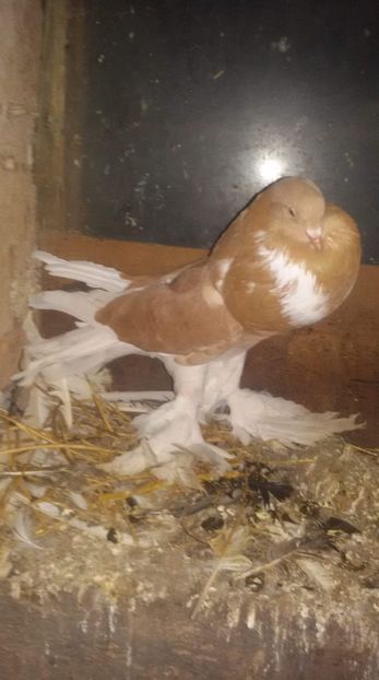 received_501174133726977 - Gusat de Pomerania galben