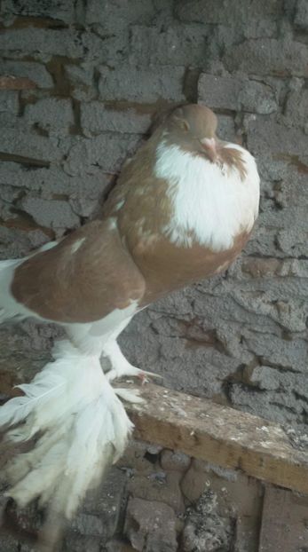 received_354743731980805 - Matca Gusat de Pomerania pe 2019