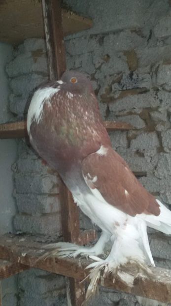 received_511823132628123 - Matca Gusat de Pomerania pe 2019