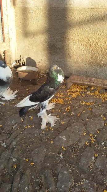 received_273725206673902 - DE VANZARE