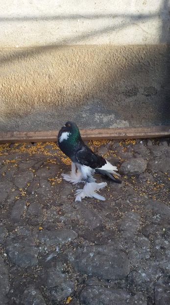 received_2220039611568482 - DE VANZARE