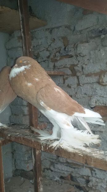 received_368856650533708 - DE VANZARE