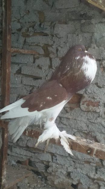 received_2324854917585915 - DE VANZARE