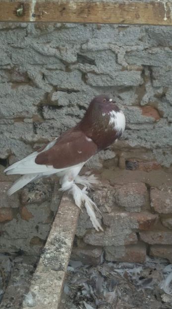 received_773046123028116 - DE VANZARE