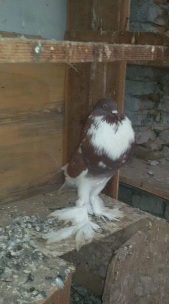 received_343976819517708 - DE VANZARE