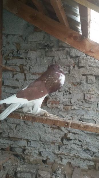 received_276915549675407 - DE VANZARE