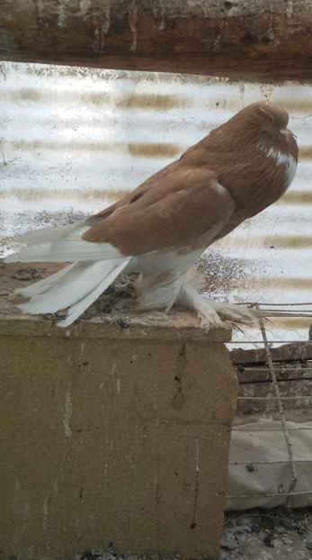 received_190115185275672 - DE VANZARE