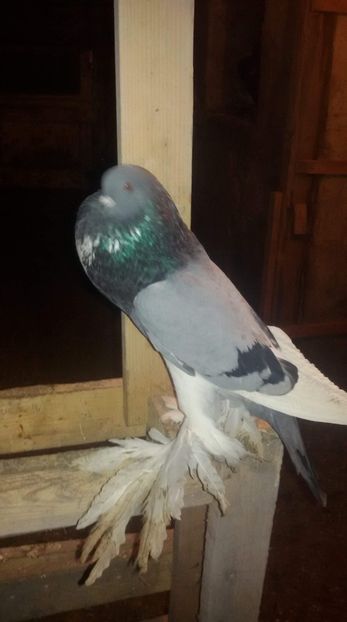 received_1180497898793477 - DE VANZARE