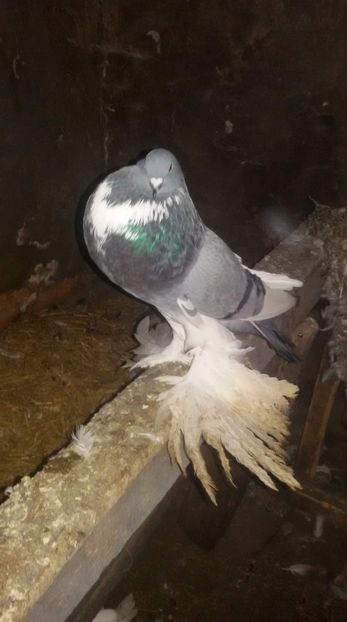 received_1009513582574445 - DE VANZARE