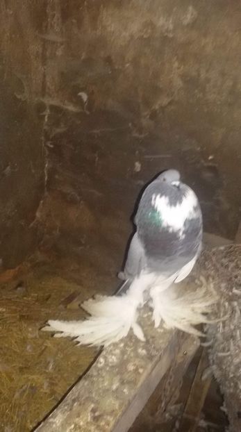 received_2005020296457392 - DE VANZARE