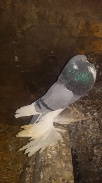 received_553145928493931 - DE VANZARE