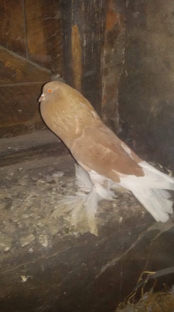 received_334352964046956 - DE VANZARE