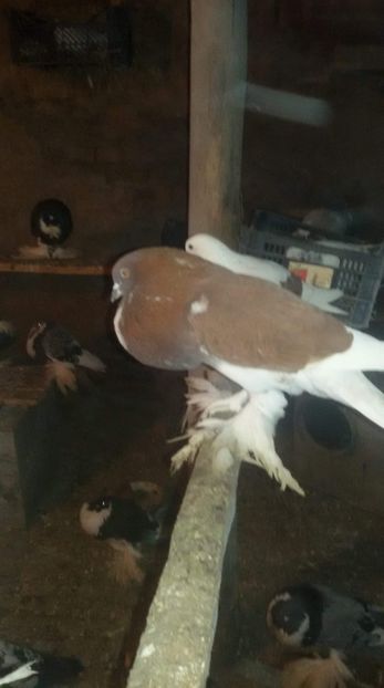 received_1938980032889722 - DE VANZARE