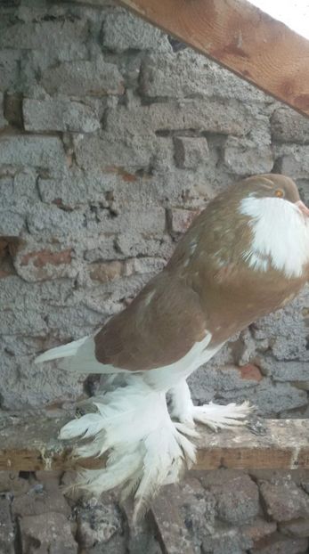 received_349647935831571 - Gusat de Pomerania galben