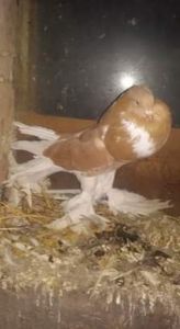 received_265968927405603 - Gusat de Pomerania galben