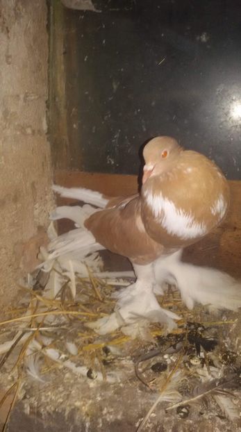 received_769671023376707 - Gusat de Pomerania galben