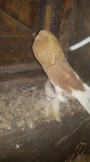 received_1995057140543917 - Gusat de Pomerania galben