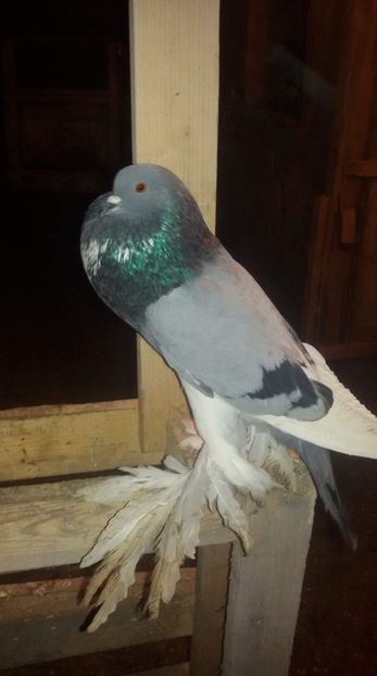 received_2097958343604680 - Gusat de Pomerania albastru