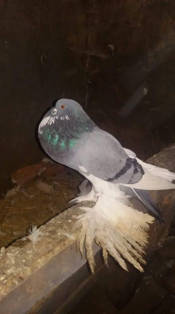 received_575299366225064 - Gusat de Pomerania albastru