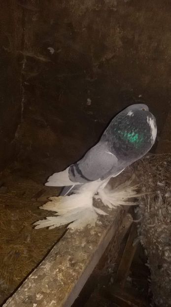 received_208970820032450 - Gusat de Pomerania albastru