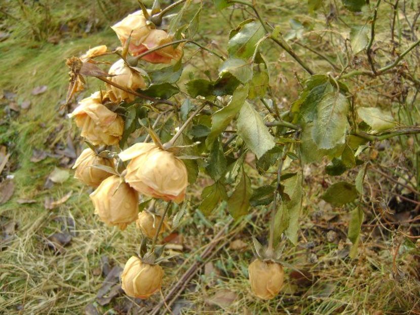 Forme si culori la inceput de decembrie 2018 - Toamna 2018-2019